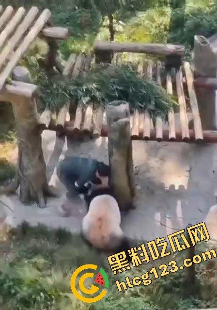重庆动物园熊猫发狂，饲养员被推倒现场尖叫不断！-3