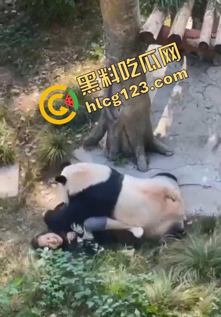 重庆动物园熊猫发狂，饲养员被推倒现场尖叫不断！-9