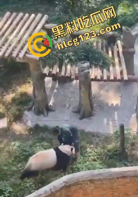 重庆动物园熊猫发狂，饲养员被推倒现场尖叫不断！-10