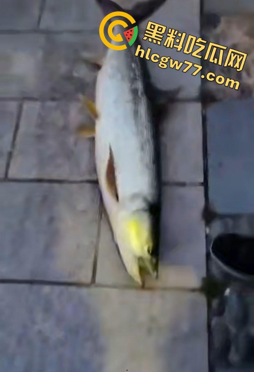 浙江宁波月湖公园惊爆变态大瓜，男子偷鱼用鱼嘴撸管，保安抓场逼放生！-8