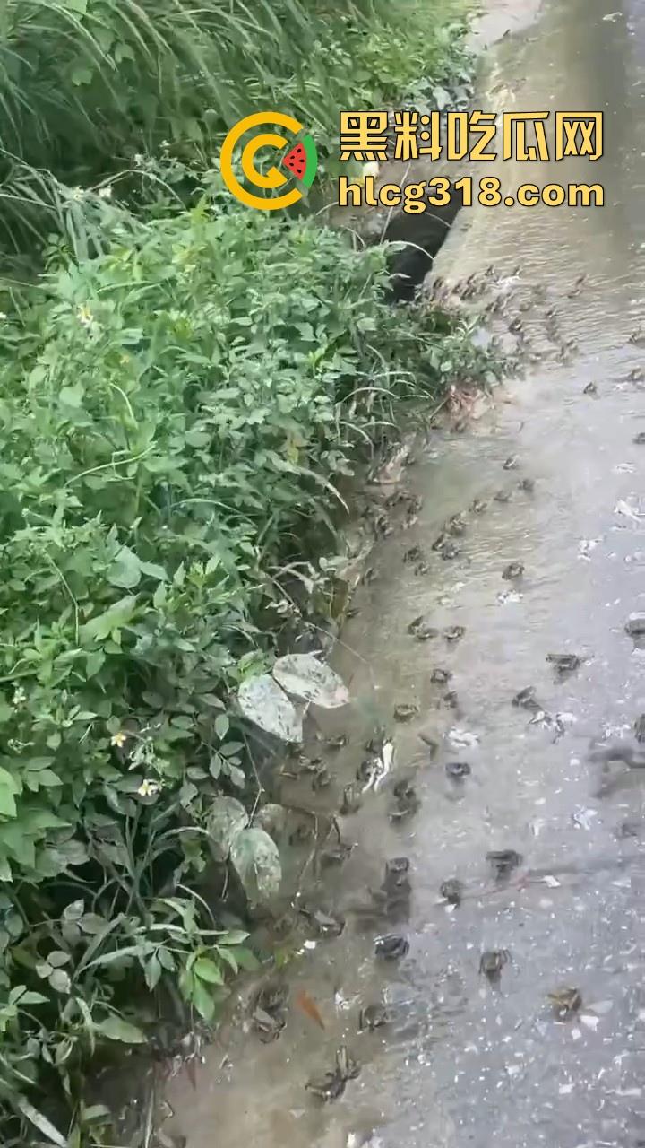 广东阳江地震后大奇观！路边出现巨量青蛙，排队组团迁徙，这是有什么说法吗？难道又要震了！-2