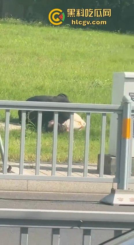 江苏街头霸道总裁当众发狂！大庭广众之下草坪硬上女伴，女性安全真的没个谱！-1