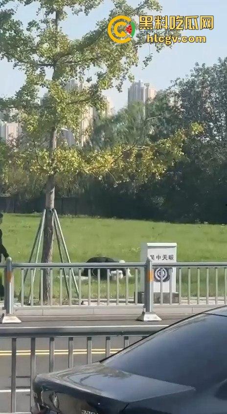 江苏街头霸道总裁当众发狂！大庭广众之下草坪硬上女伴，女性安全真的没个谱！-3