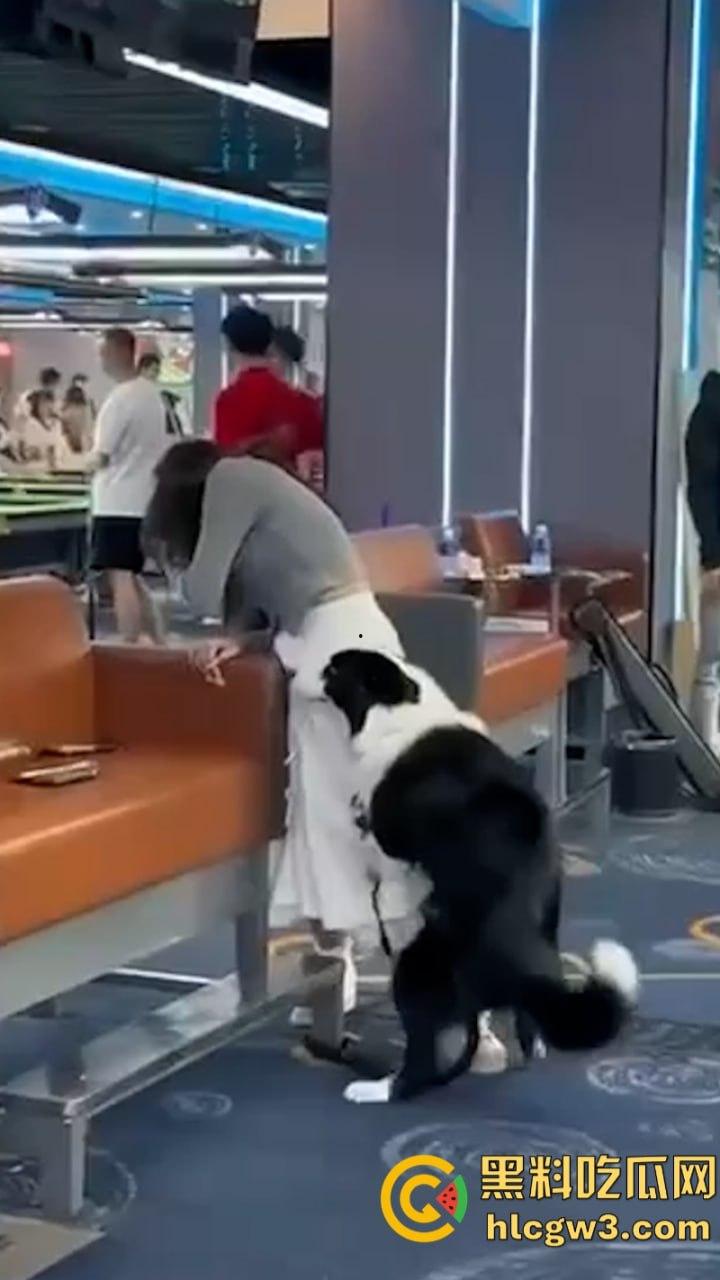 狗子发情当众操“妈”  大庭广众之下抱腿突击！美女吓得抱头躲避 在家没少干吧？-7