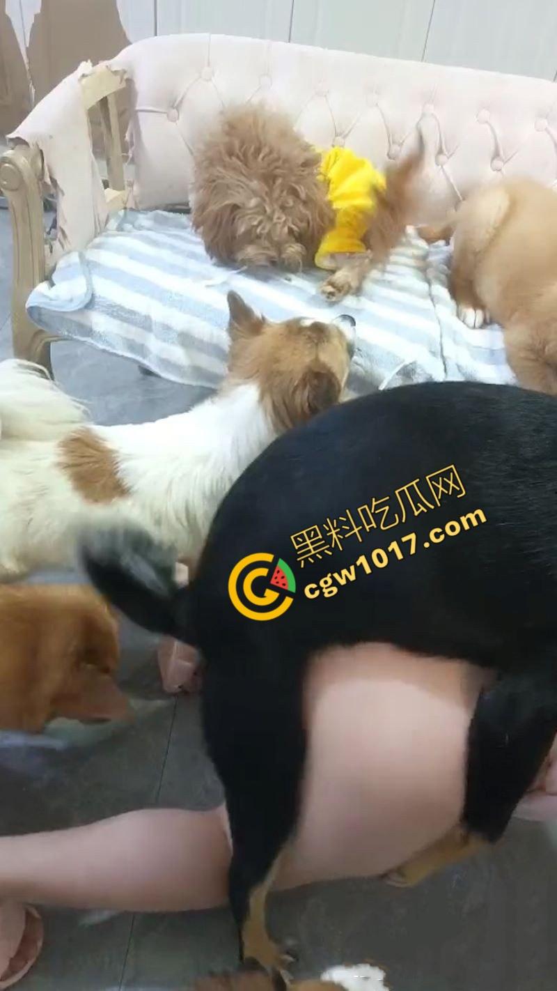 独居小仙女发情无人解决，首次尝试金毛大贯穿，高潮连连腿软如泥，深陷狗屌难以自拔，成为了狂热狗交粉！-5