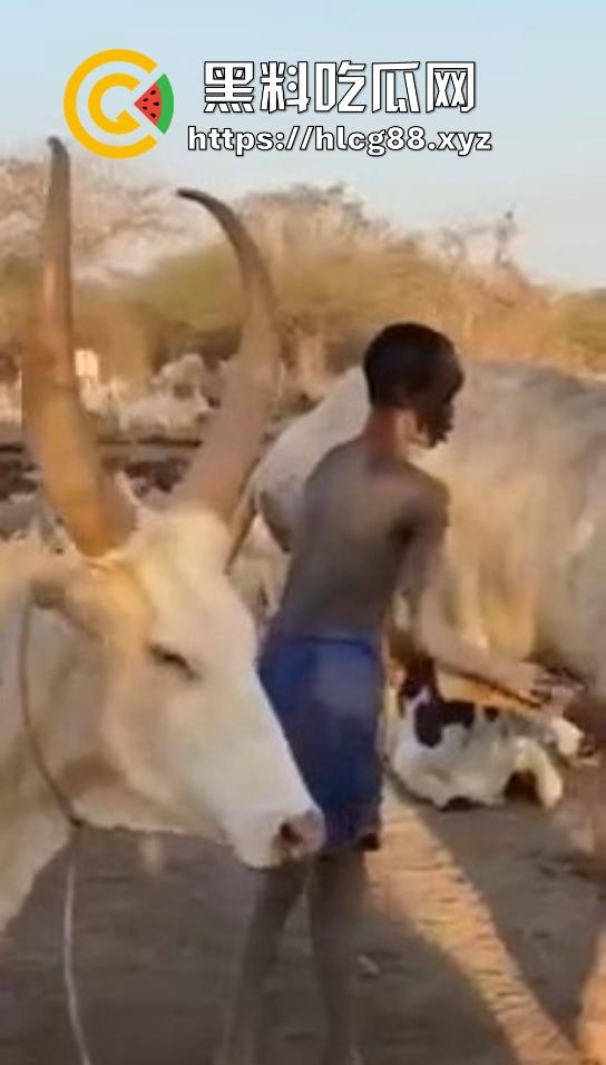 仿真牛逼飞机吞屌神器，各式号码选配让你爽，谁买这玩意撸？印度阿三日牛舔逼狂爱，卖他们直接当首富！-9