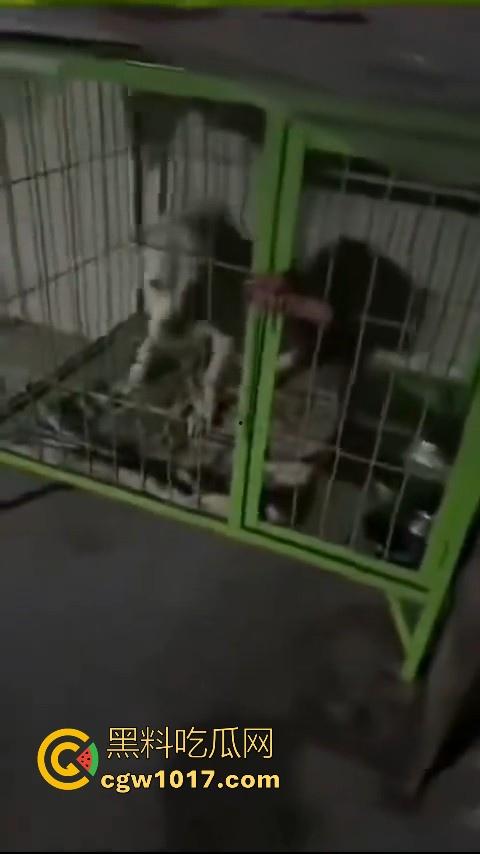 又见教育狂魔上线，作业没写完被打进狗笼？虎爸摇身一变成畜生爸，全网怒骂还在狡辩为你好！-7