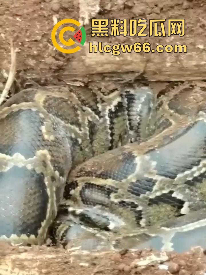 广西迁坟扫墓 棺材内惊现大蟒蛇 尸体被吃光 场面毛骨悚然 果然恐怖电影都源于现实啊！-3