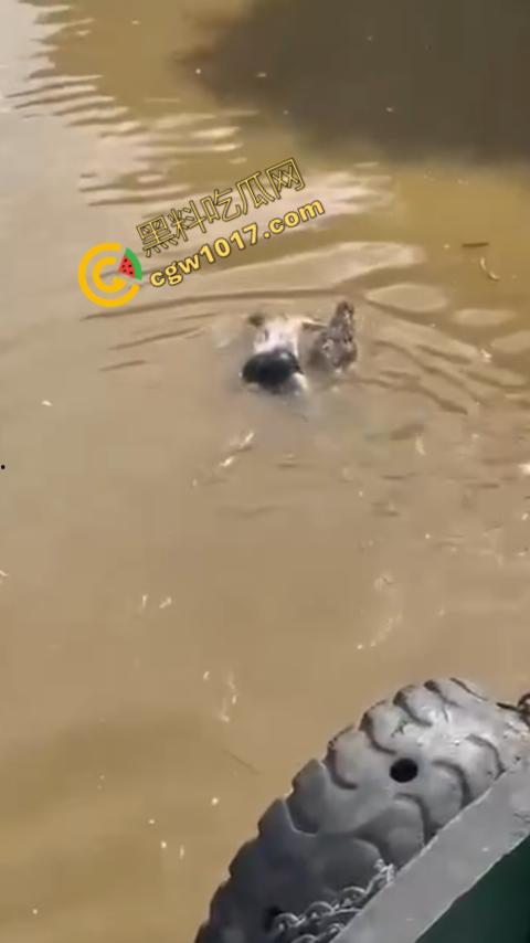 男子野泳惨遭鳄鱼袭击，身体被肆意撕裂，尸体血肉模糊，搜救队惊惧地目睹这惨绝人寰的一幕-7