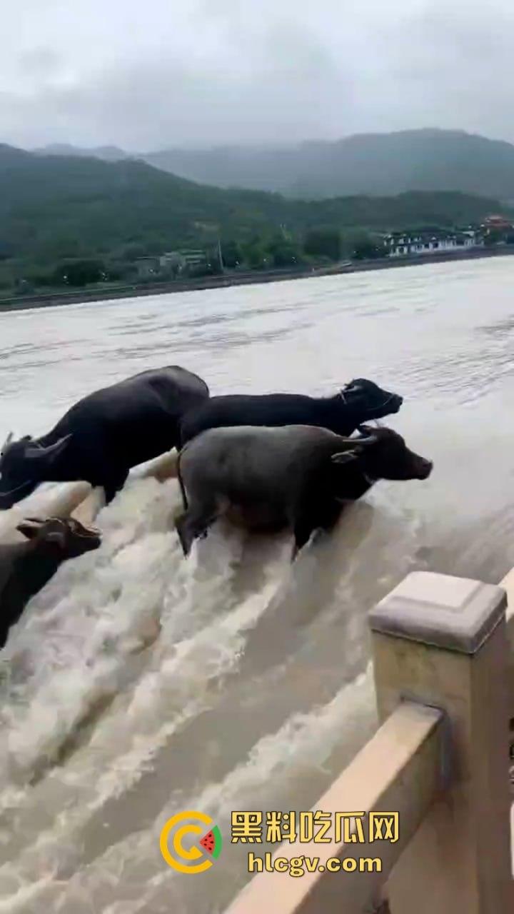 “牛哥这里不让洗澡啊”浙江温州山门台风吹跑5头大黑牛 遭急流卷走又奇迹生还-2