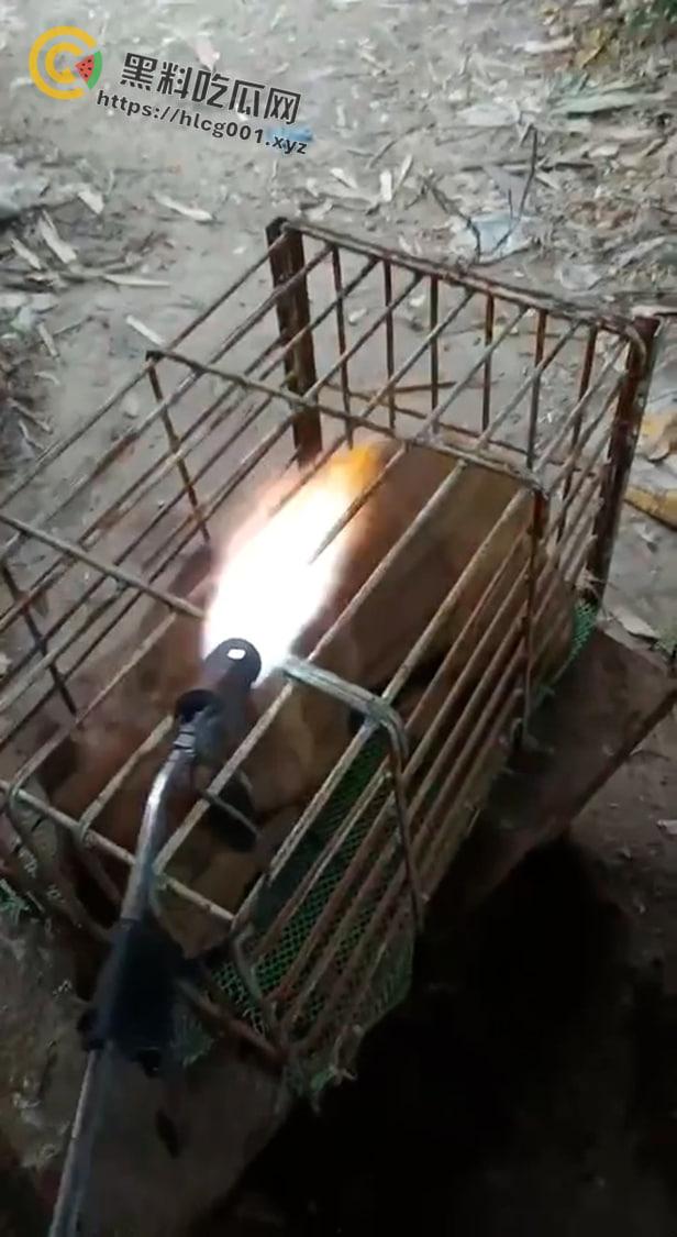 爱狗人士原地去世！男子把狗关进笼子喷火器狂烧 还在嚣张嘲讽 变态来了都得骂变态-2