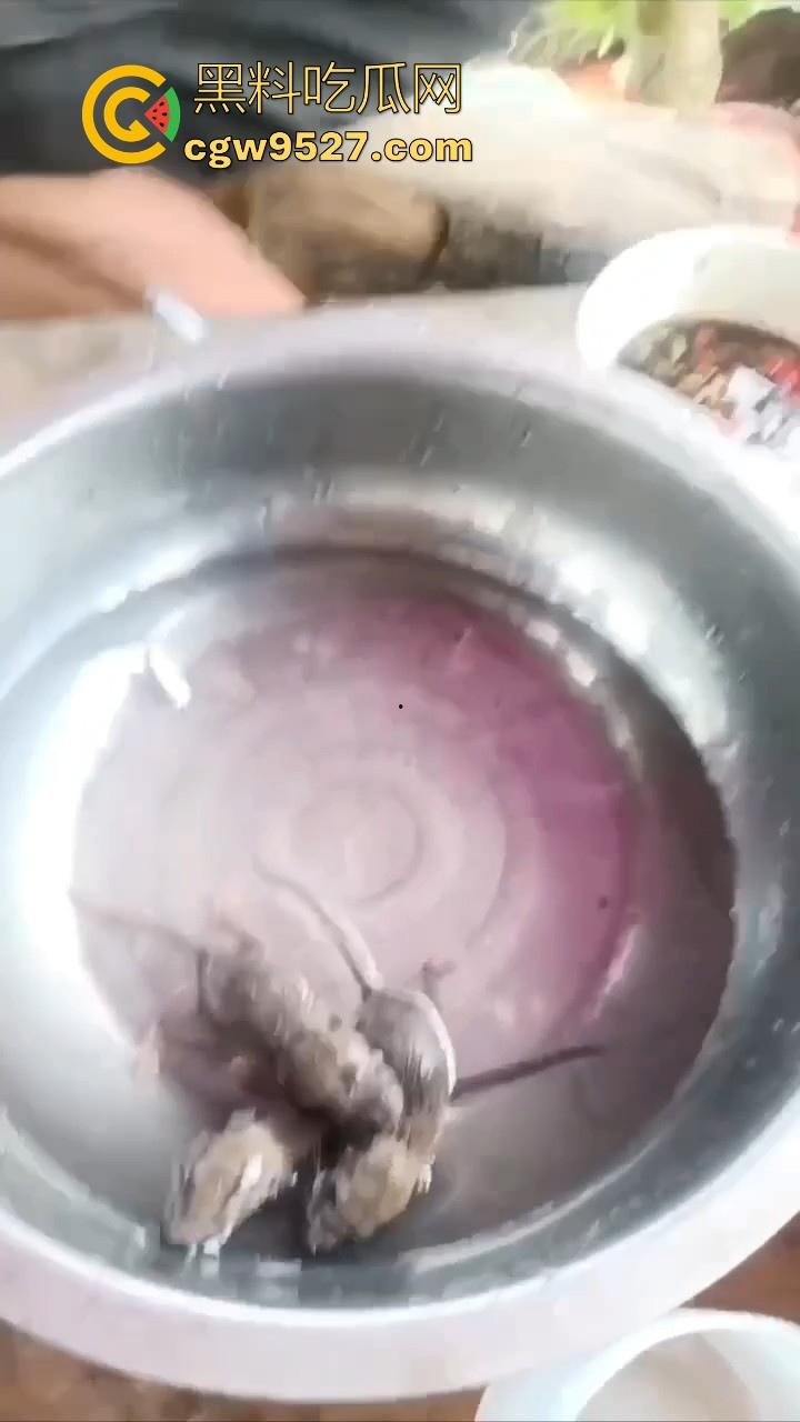 不是哥们这都能生吃呀！真不怕得病?真的极其重口，生吞小老鼠，也不怕得病 ！-6