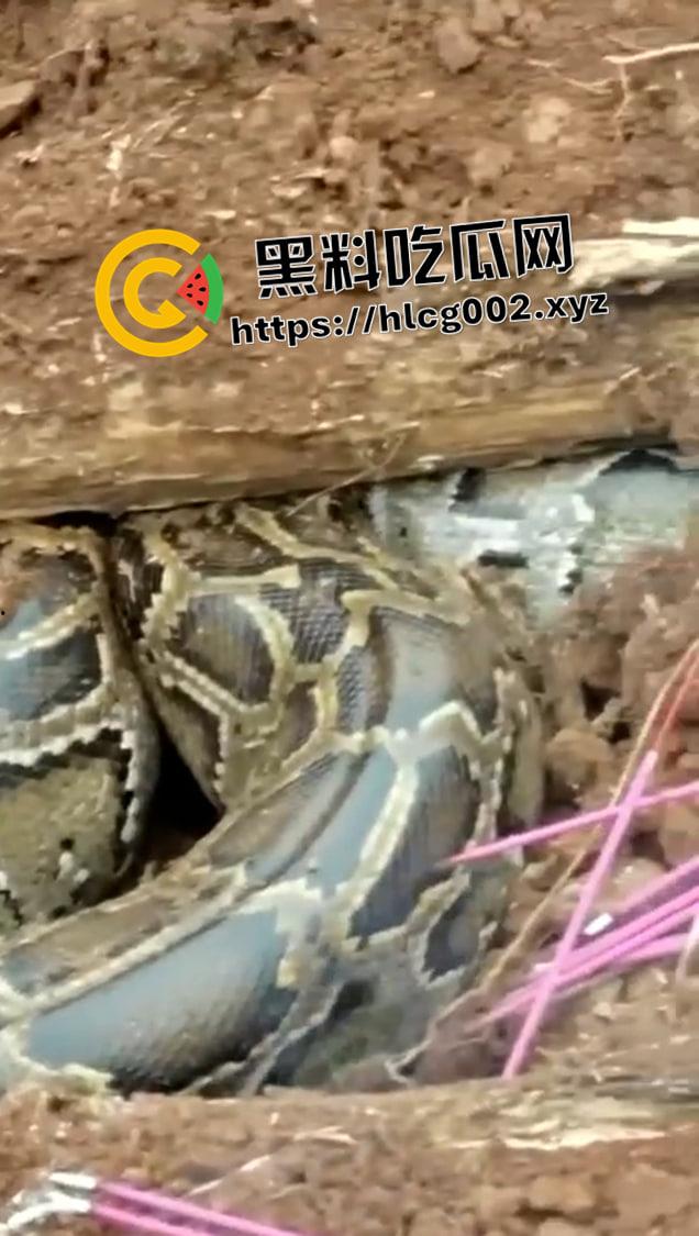爷爷真被蛇精抓走了！网友清明上坟发现大蟒蛇躺在爷爷棺材 这下真的是蛇精还我爷爷了-3