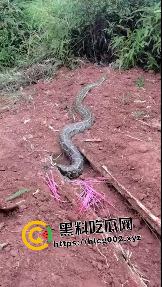 爷爷真被蛇精抓走了！网友清明上坟发现大蟒蛇躺在爷爷棺材 这下真的是蛇精还我爷爷了-4