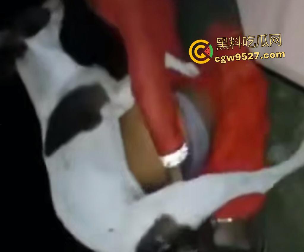 印度18岁少女为驱除“恶灵”,要嫁给一条流浪狗,深夜在户外被流浪狗后入,狗精子腥臭四溢!-1