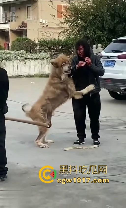 七年老狗反咬主人，不是虐待就突然发疯，满脸都是血，大型狗真恐怖，随后安排处死，这时候爱狗人士怎么不说话了！-4