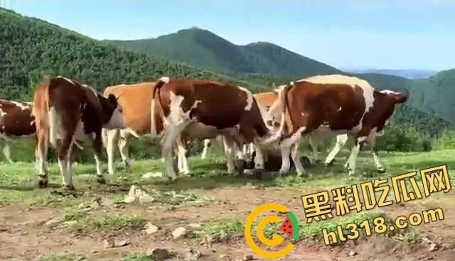 抖音爆笑热瓜，小伙拿登山杖挑牛菊花，没想到反被牛摁地摩擦，这下知道什么叫牛气冲天了吧！-13