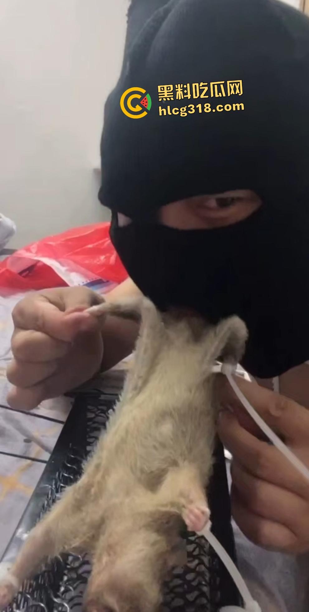 人兽变态新高度!蒙面猛男生啃死老鼠小鸡鸡,带着面罩生怕别人不知道是变态?-2