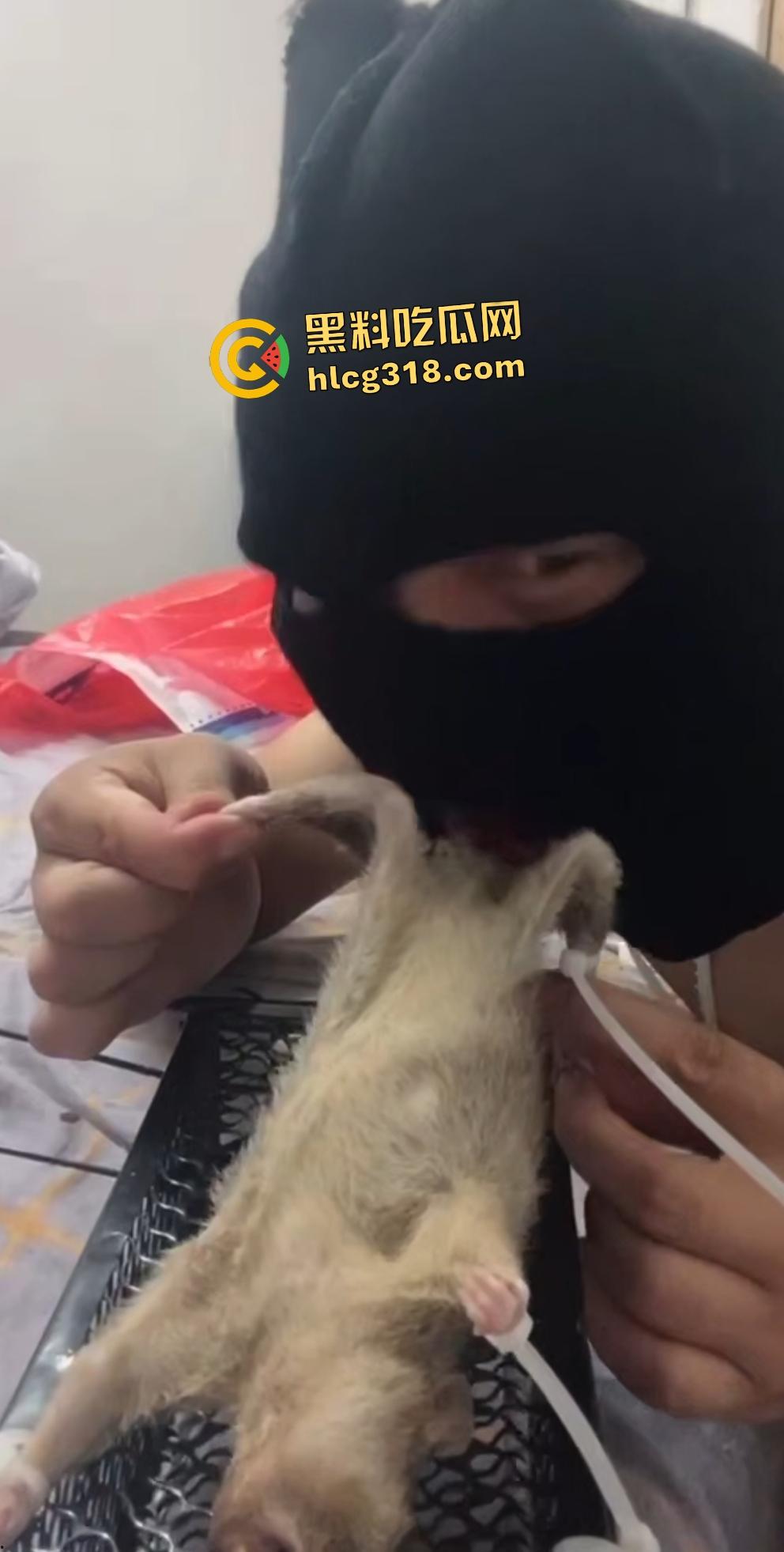 人兽变态新高度!蒙面猛男生啃死老鼠小鸡鸡,带着面罩生怕别人不知道是变态?-3