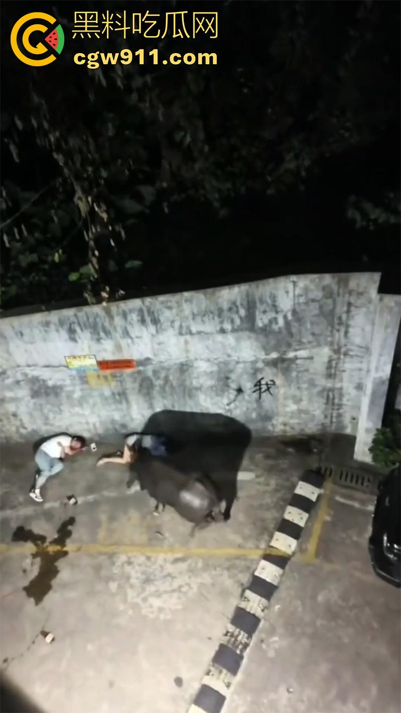 广西藤县河西疯牛伤人事件,伤者正在治疗疯牛仍在逃,警方联合多部门在大冲肚区域追捕!-2