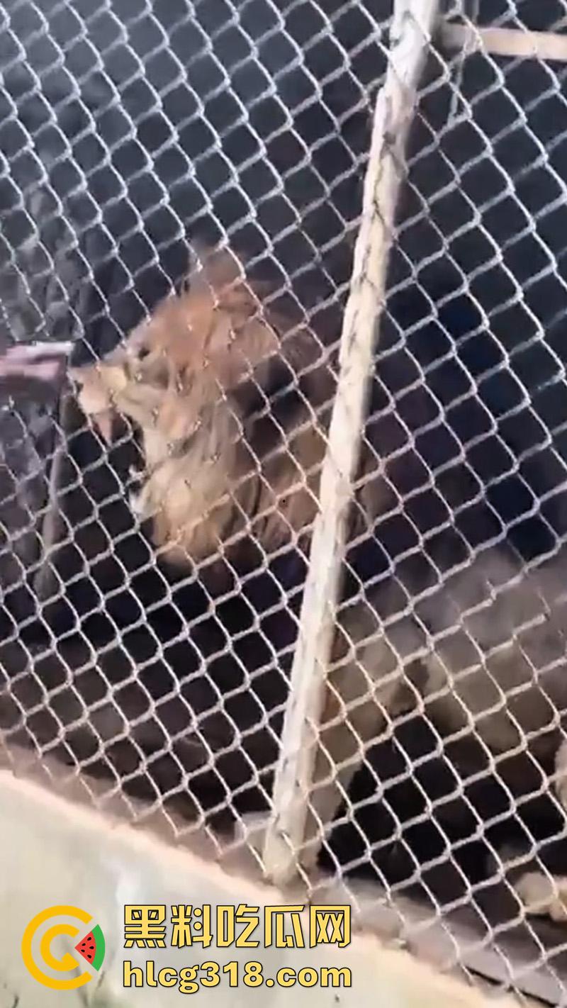 无脑老黑徒手惹怒狮子，以为狮子在笼子里无法伤害自己，结果各种挑衅被咬断手指，真是活该-1