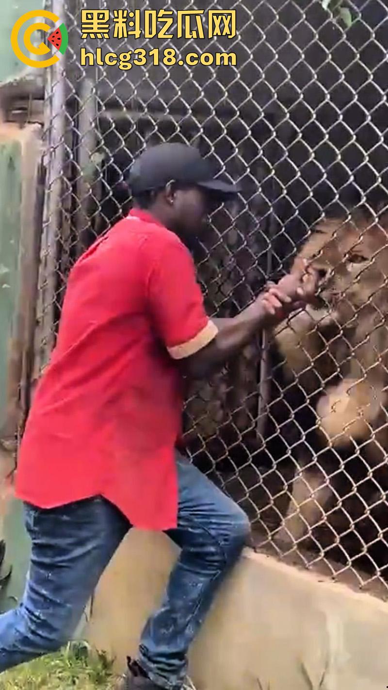 无脑老黑徒手惹怒狮子，以为狮子在笼子里无法伤害自己，结果各种挑衅被咬断手指，真是活该-4