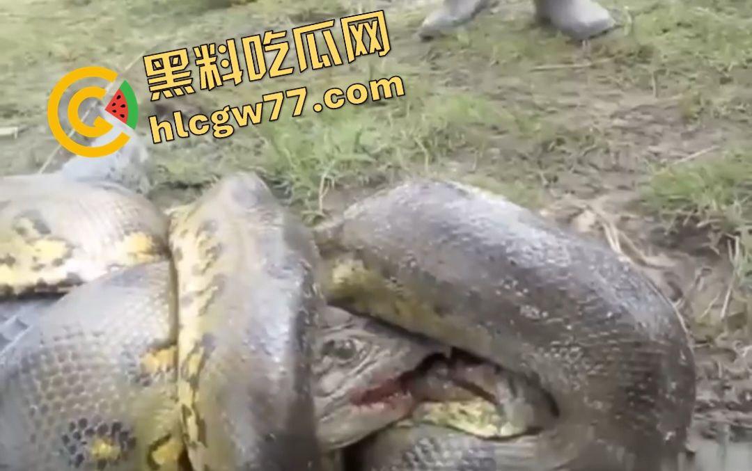陆地大乱斗!蟒蛇绞杀鳄鱼,死亡翻滚失效,眼珠爆出吓尿摄影师!-8