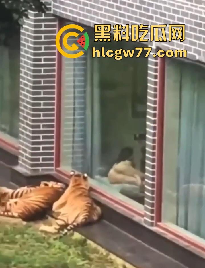 广西柳州雄景生态酒店 美女落地窗前全裸勾引老虎 多方位展示娇躯 大胆露出小穴 老虎竟看的津津有味！-2