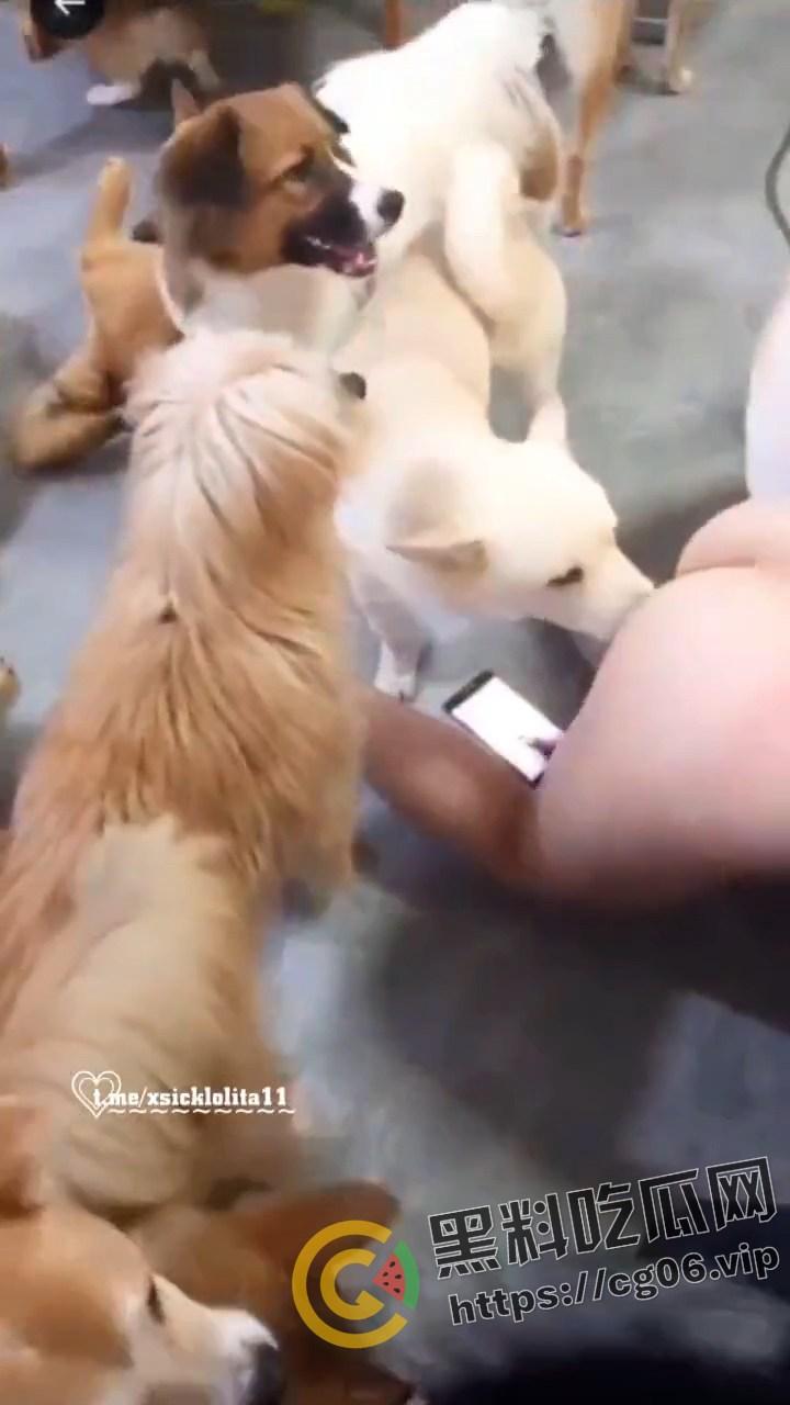 人兽主播 【虎牙妹儿】 曾用名 糖宝和毛孩子 一女大战20之狗 与狗群交开直播 逼上倒牛奶吸引狗舔 变态癖好无下限-5