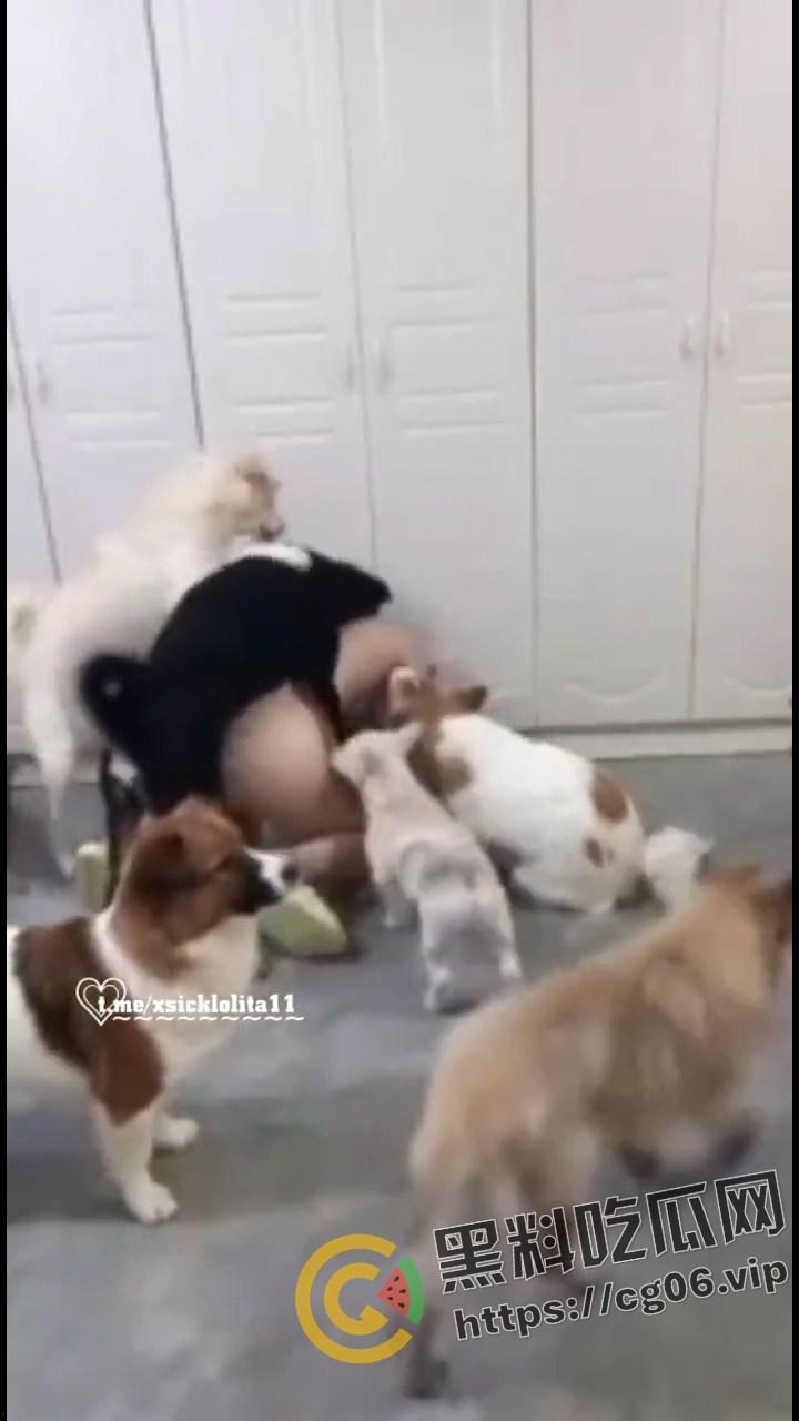 人兽主播 【虎牙妹儿】 曾用名 糖宝和毛孩子 一女大战20之狗 与狗群交开直播 逼上倒牛奶吸引狗舔 变态癖好无下限-7