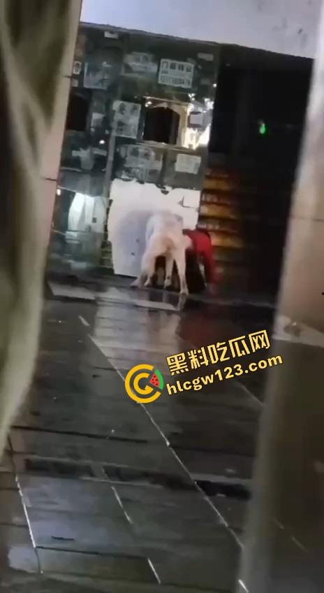 成都00后小孩哥街头遛狗变骚戏，大街上让狗日得嗷嗷浪叫，母0贱态趴在地上撅着屁股让狗抱！-2