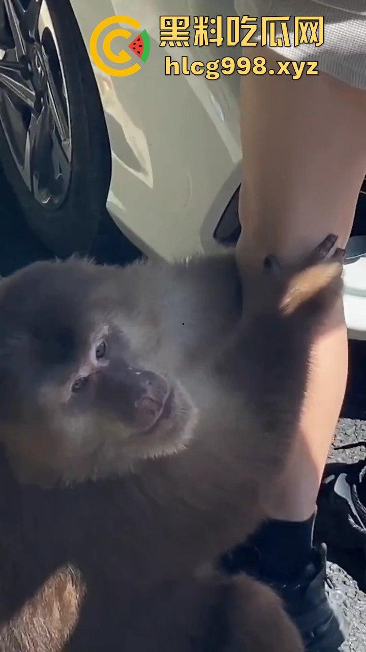 奇葩猴子不吃香蕉专爱美女！见到女的就疯狂抱大腿、抓胸、扯头发！-6