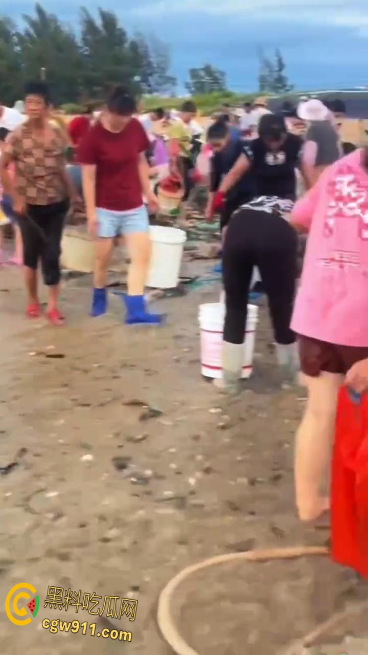 桦加沙台风卷海鲜上岸,街坊抢货如过年,海洋环境突变可能导致藻类大量繁殖,有毒勿食贪嘴小心躺板板!-4