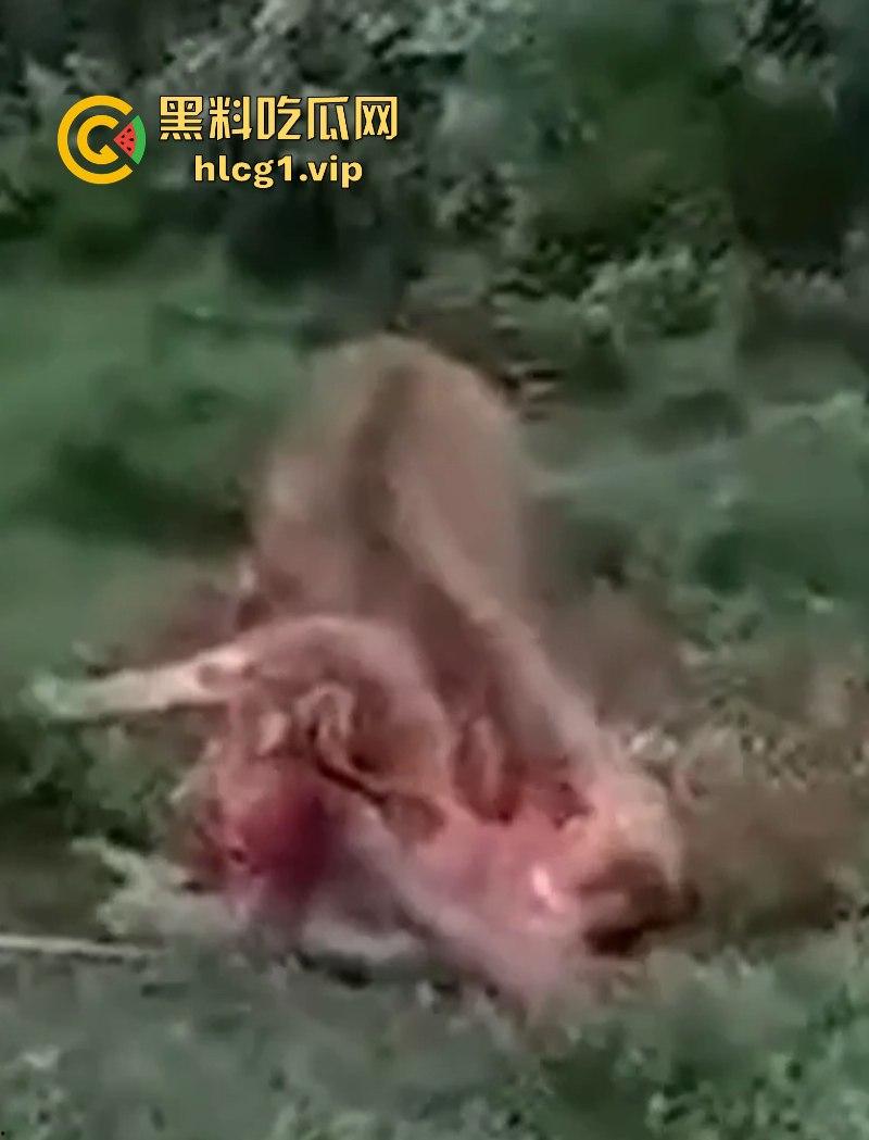 泰国一名26岁俄罗斯男子试图强奸牛妈妈 反被牛妈妈反杀！-6