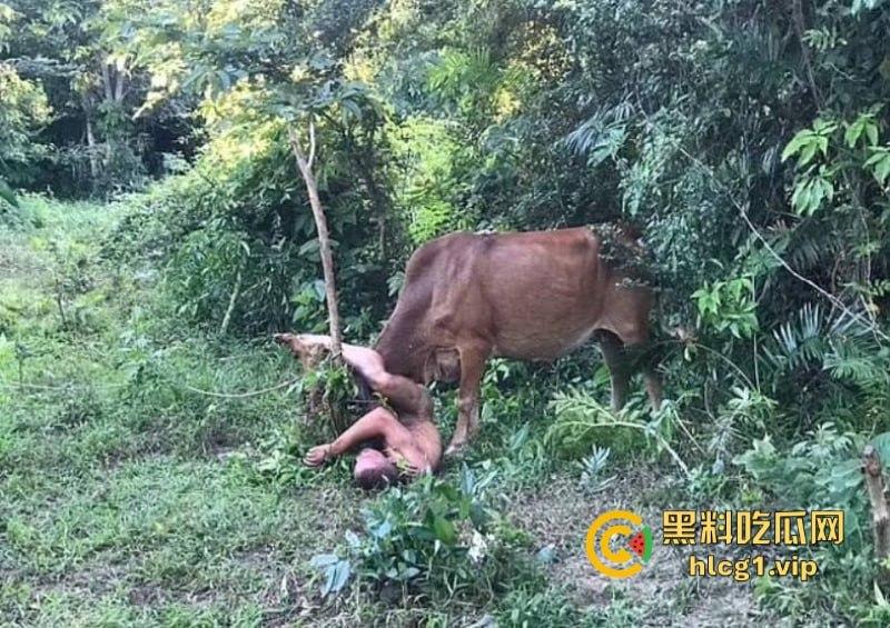 泰国一名26岁俄罗斯男子试图强奸牛妈妈 反被牛妈妈反杀！-7