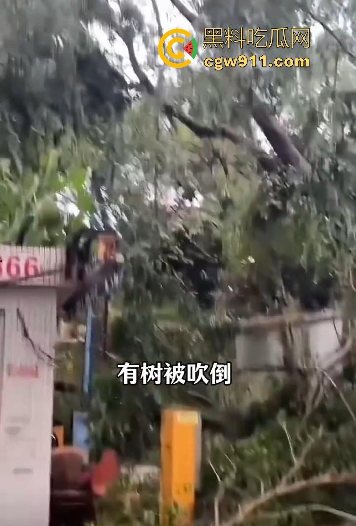 最强的超级台风【桦加沙】登陆阳江后的真实状况，到处都是被吹到的树玻璃，人类在大自然面前是多么渺小啊！-7
