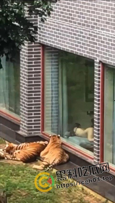 江苏南通动物园酒店！老虎遇上骚逼都懵逼 这是谁的臭母狗赶紧领走-4